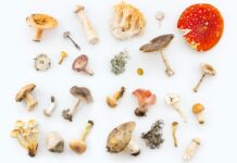 면역력 강화를 위한 자연적인 방법 white and red mushrooms and mushrooms