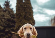 반려동물과 사람의 양극화, 나는 왜 반려동물을 선택하는가? yellow Labrador retriever biting yellow tulip flower