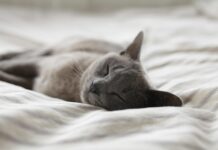 숙면이 건강을 지킨다…현대인의 필수 조건 ‘좋은 잠’의 과학 Russian Blue cat sleeping on whit textile