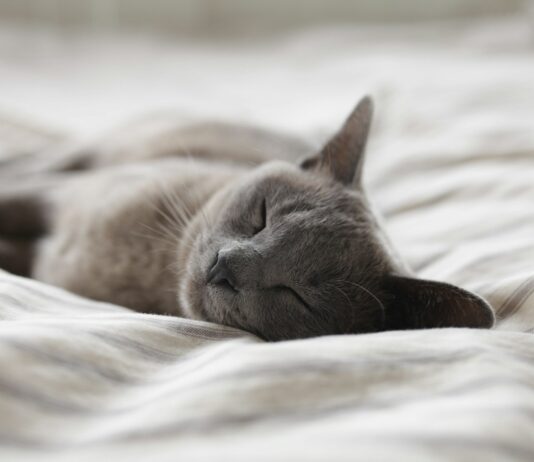 숙면이 건강을 지킨다…현대인의 필수 조건 ‘좋은 잠’의 과학 Russian Blue cat sleeping on whit textile