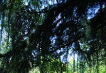 번아웃 피하고 활력 지키는 직장인 건강관리, 실천 가능한 습관이 답이다 A tree lined path in the middle of a park