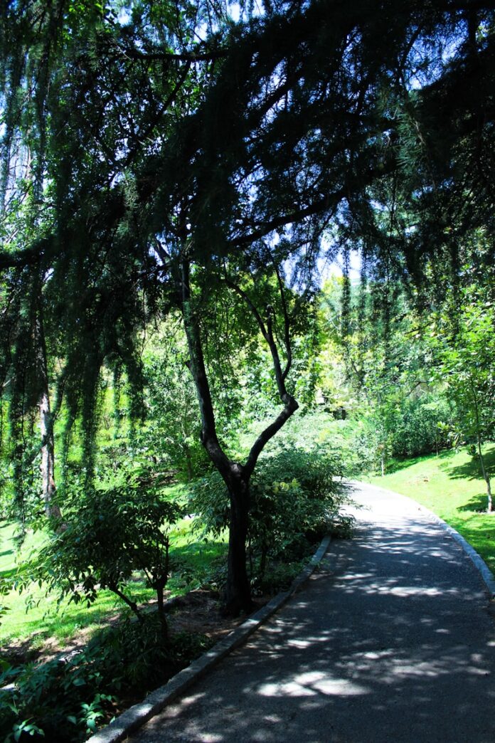 Photo by Elham Abdi A tree lined path in the middle of a park
