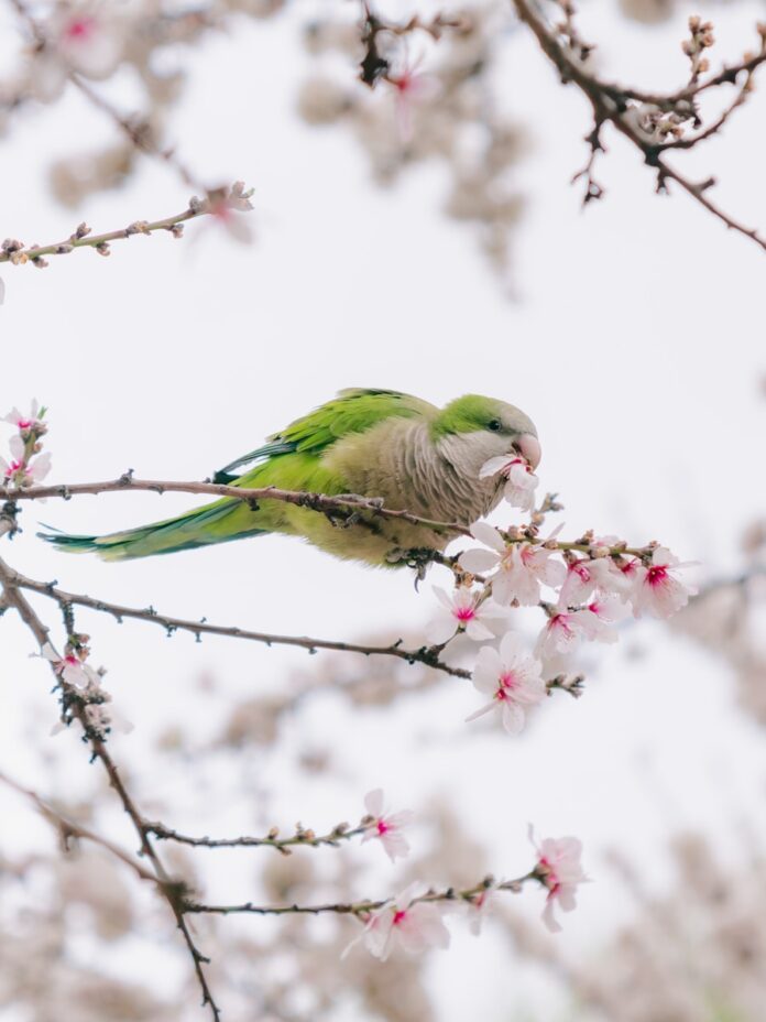 A green parrot eats flowers on a blooming tree