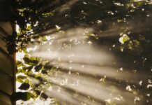 만성피로, 일상 속 작은 변화로 극복… ‘슬로우 라이프’가 대세 sun rays coming through trees