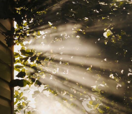 만성피로, 일상 속 작은 변화로 극복… ‘슬로우 라이프’가 대세 sun rays coming through trees